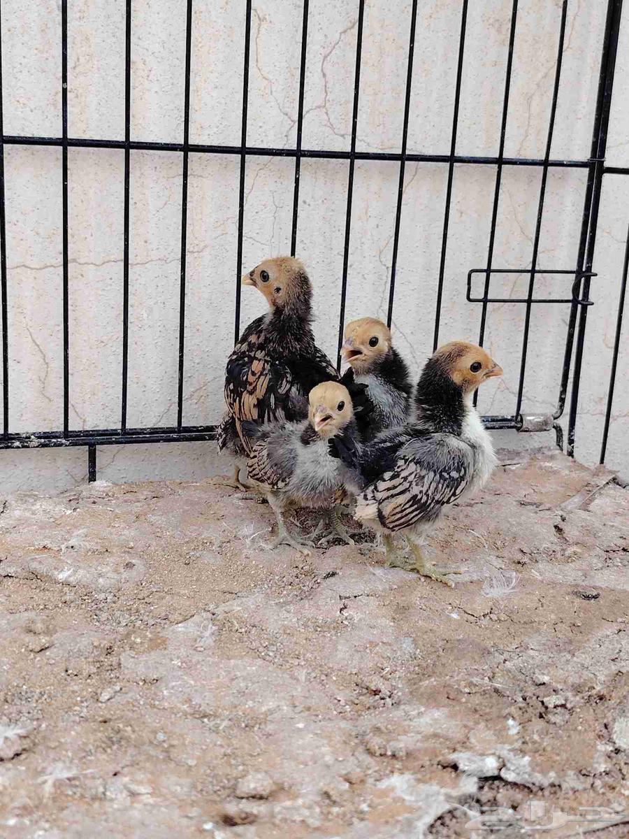 صوص سبرايت تم البيع64492514718979114