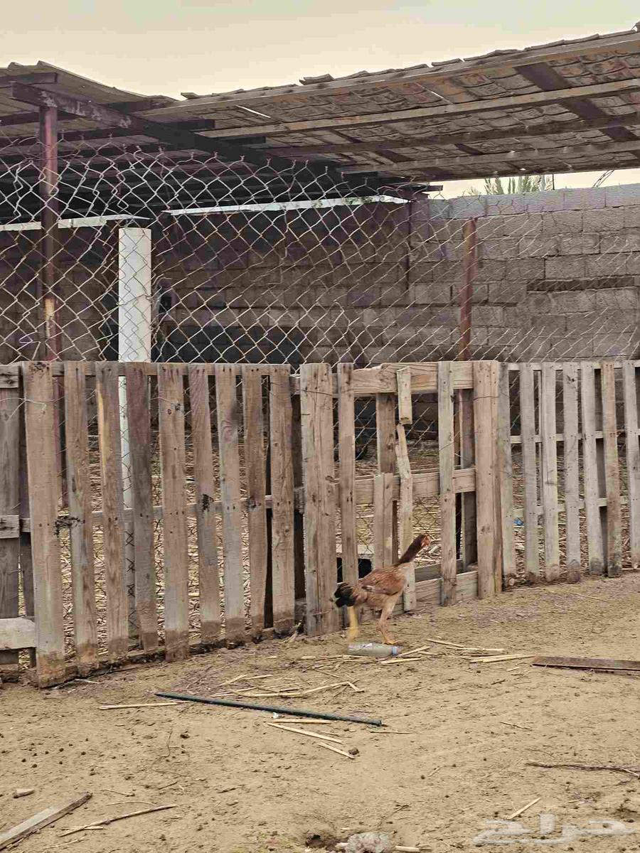 4 دجاج شامو وديك للبيع64494573756547112