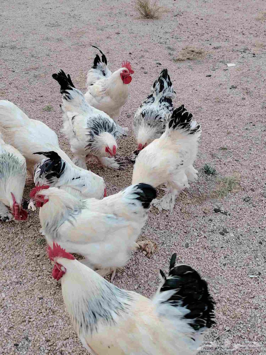 ديوك براهمة64491905688065112