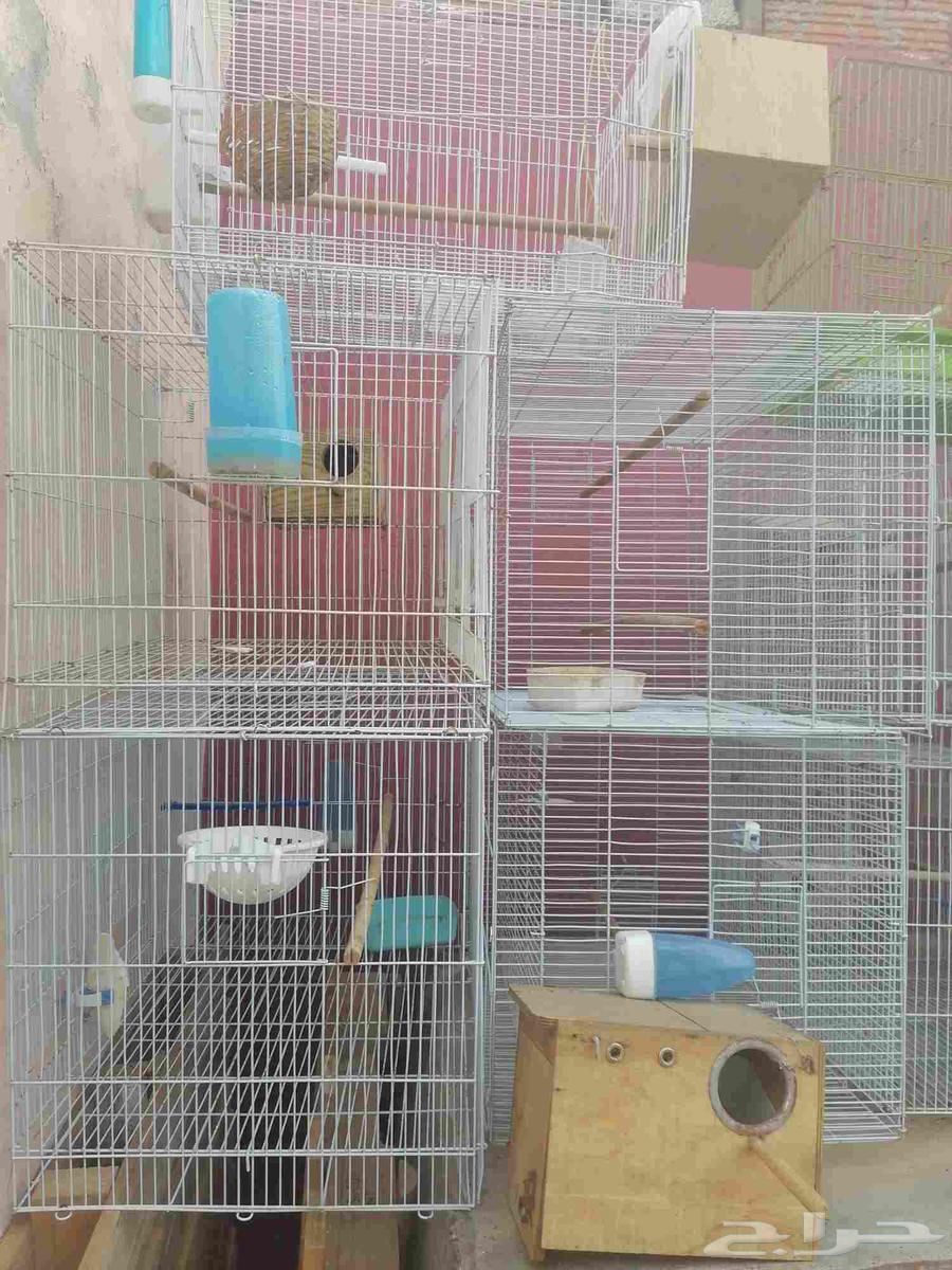 اقفاص طيور زينة مستعملة للبيع64492487427458114