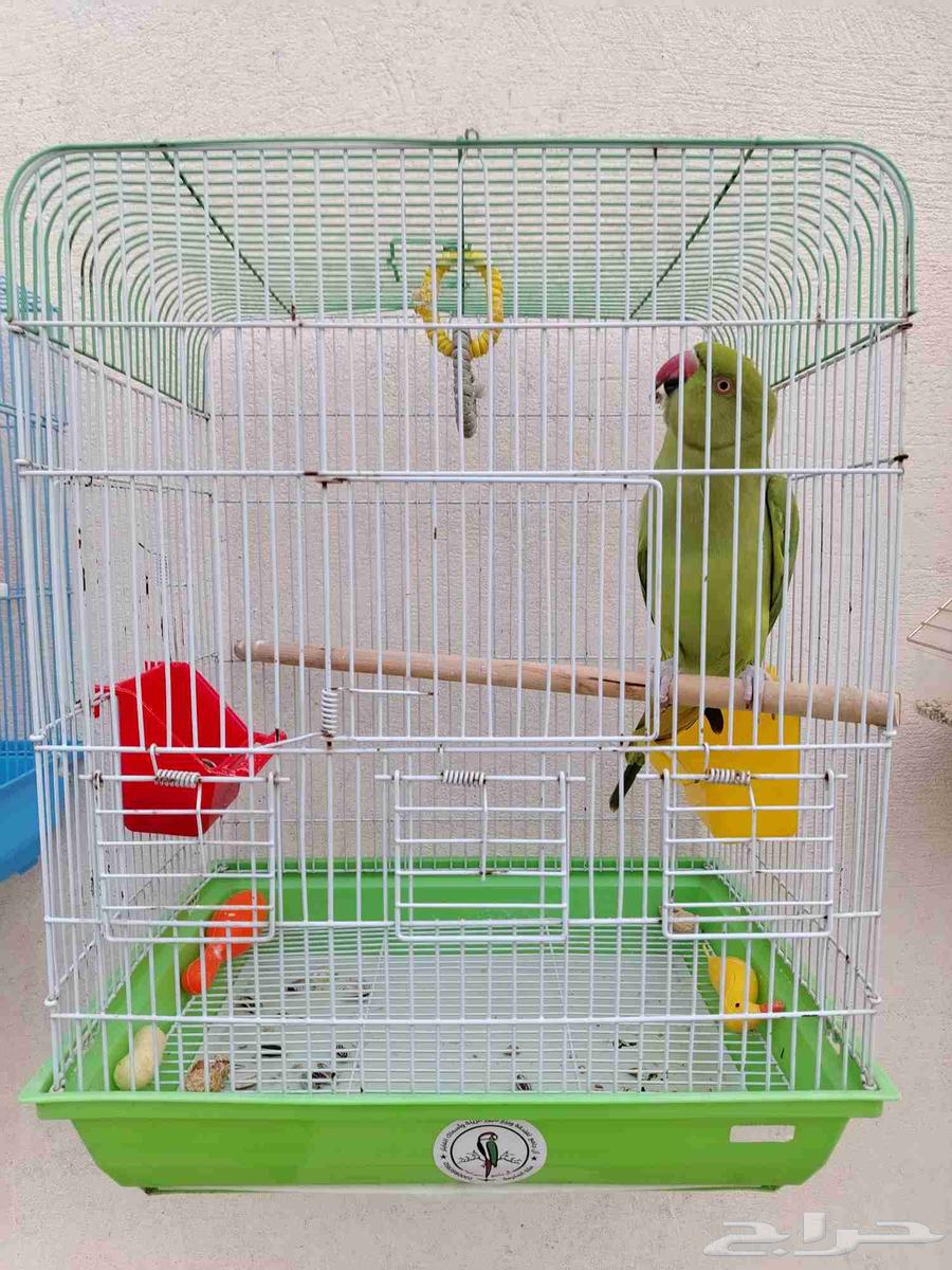 أنثى درة هندية تم البيع64493056401538113