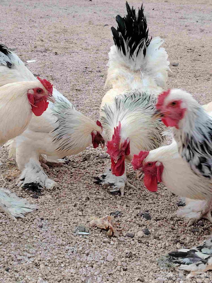 ديوك براهمة64491905688065111