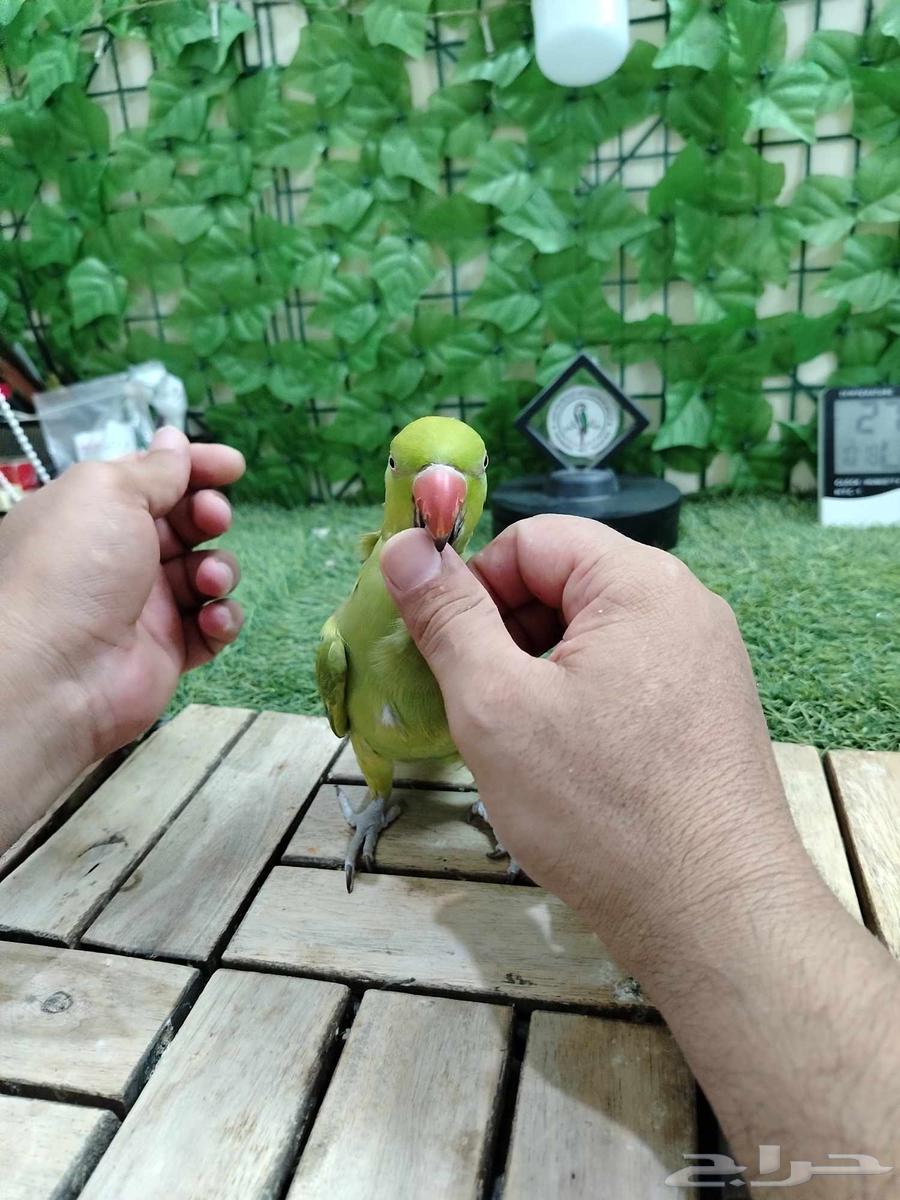 أنثى درة هندية تم البيع64493056401538111