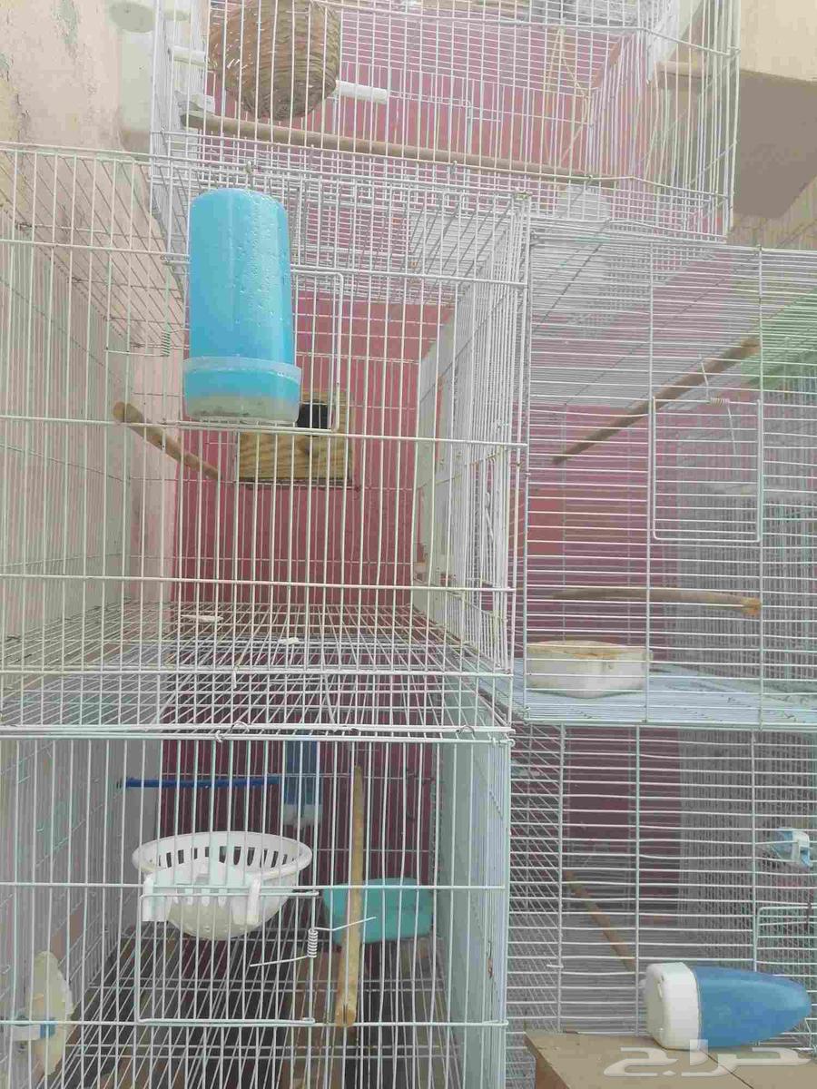 اقفاص طيور زينة مستعملة للبيع64492487427458113