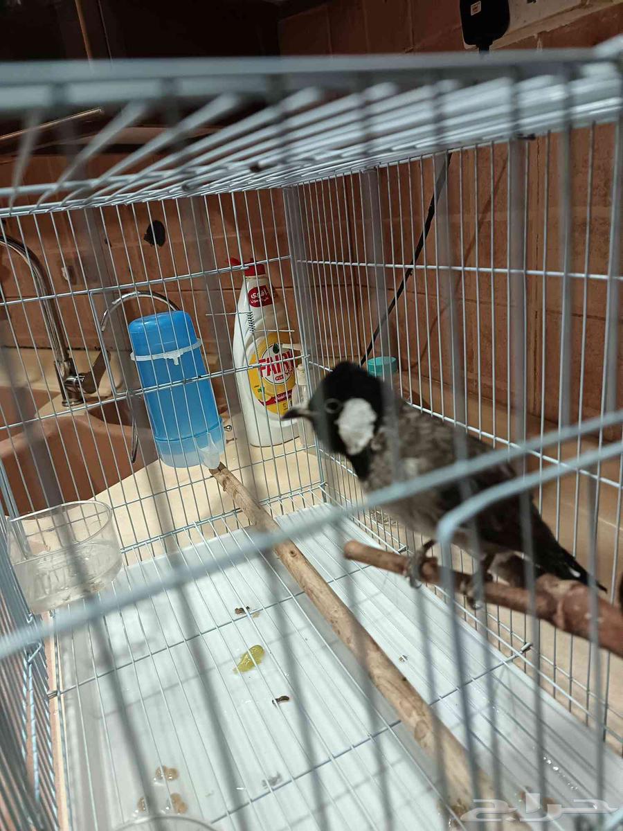 Bulbul 2022 production, has Nokia ringtones, ringtones from Sani won't shut up, threatened64489531235971111