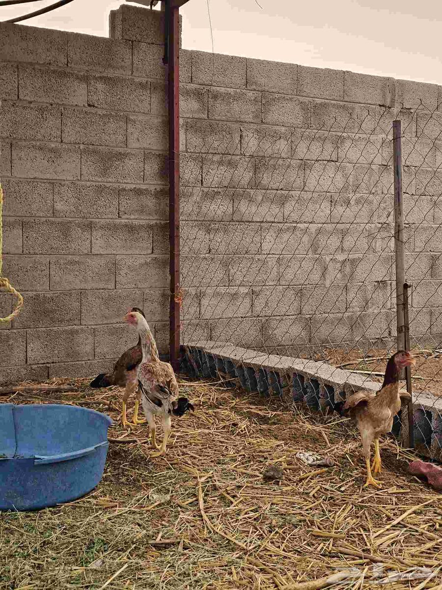 4 دجاج شامو وديك للبيع64494573756547113