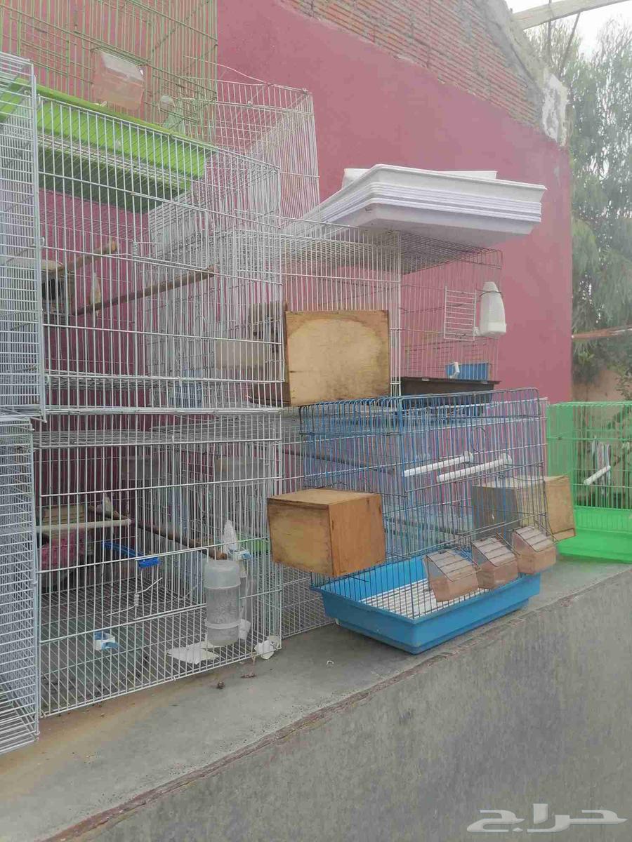 اقفاص طيور زينة مستعملة للبيع64492487427458111