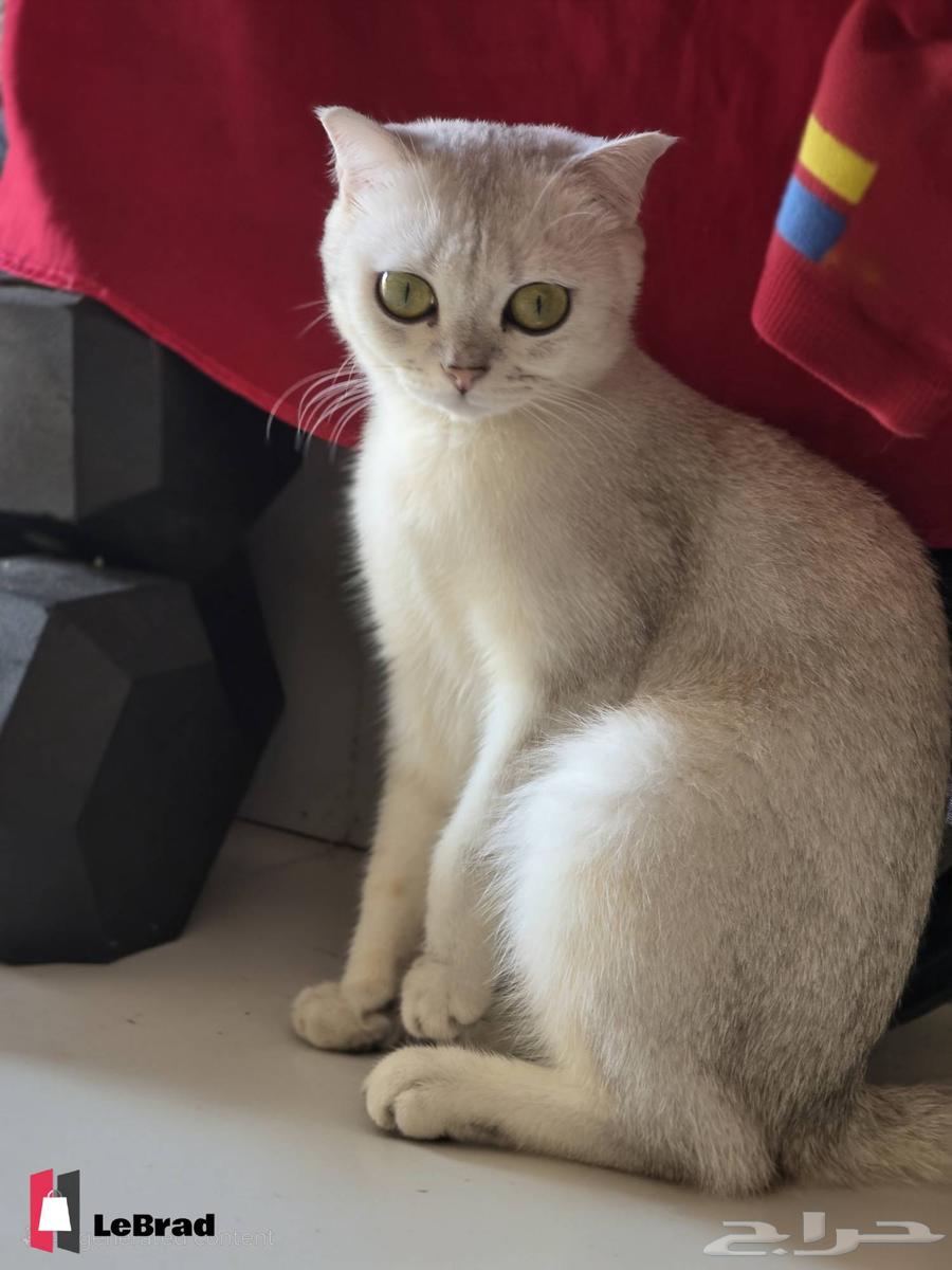 قطه سكوتش بريتيش شانشيلا NS25 بيور (نادرة)64418757424257111