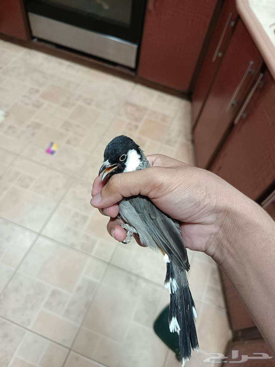 Bulbul 2022 production, has Nokia ringtones, ringtones from Sani won't shut up, threatened64489531235971113