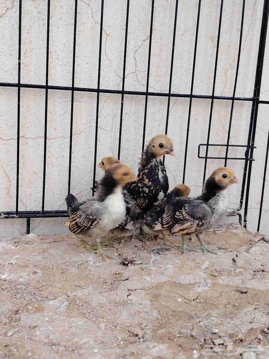 صوص سبرايت تم البيع64492514718979111