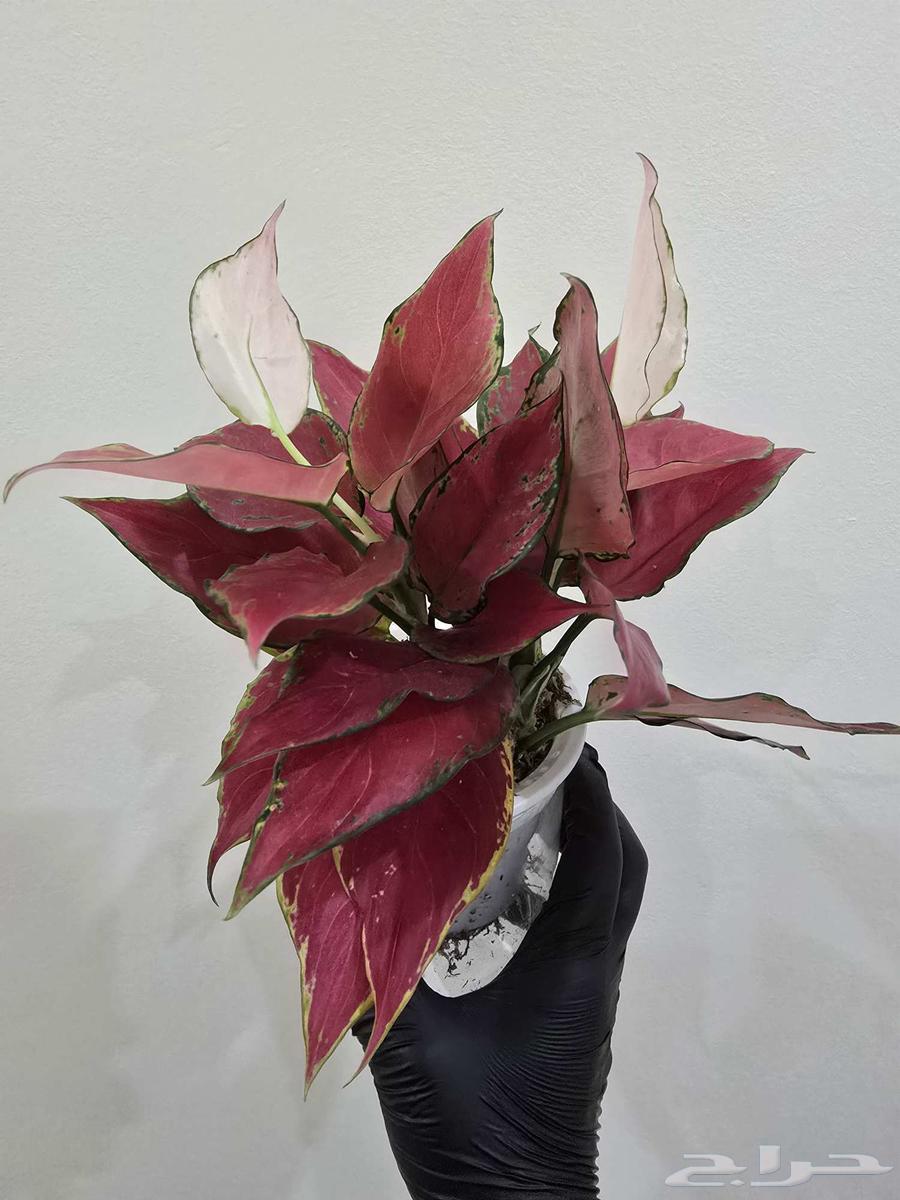 نباتات منزلية64491509787907111