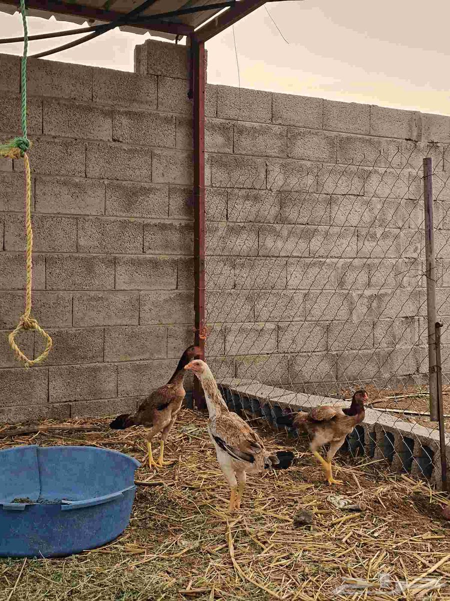 4 دجاج شامو وديك للبيع64494573756547110