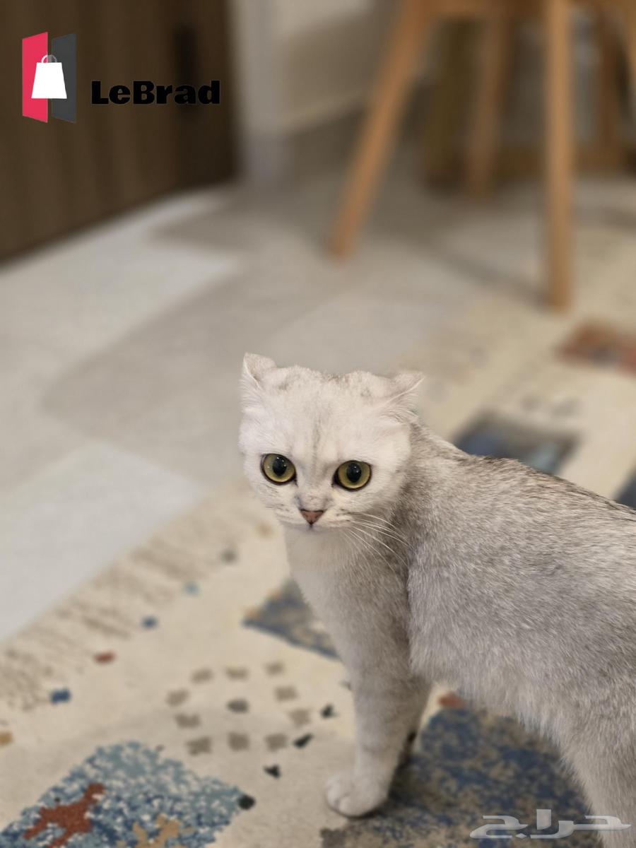 قطه سكوتش بريتيش شانشيلا NS25 بيور (نادرة)64418757424257113