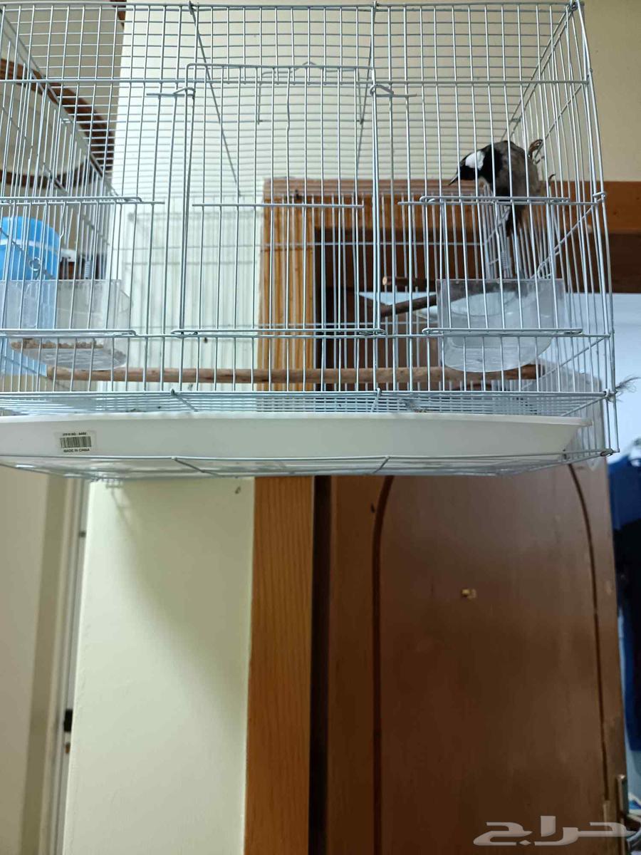 Bulbul production 2022, has Nokia ringtones, ringtones from Sani won't shut up, threat64489779582211111