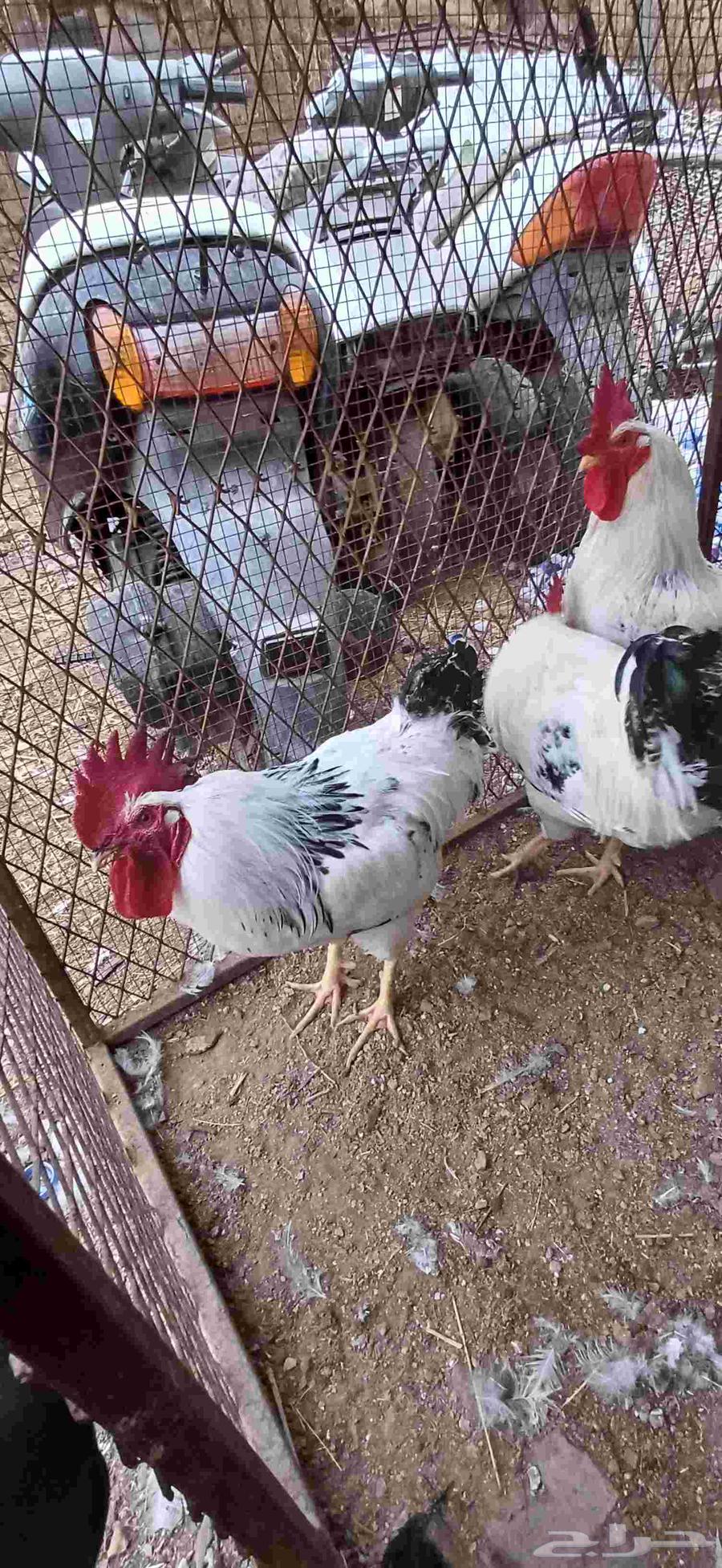 ديوك فرنسي64489806925697114