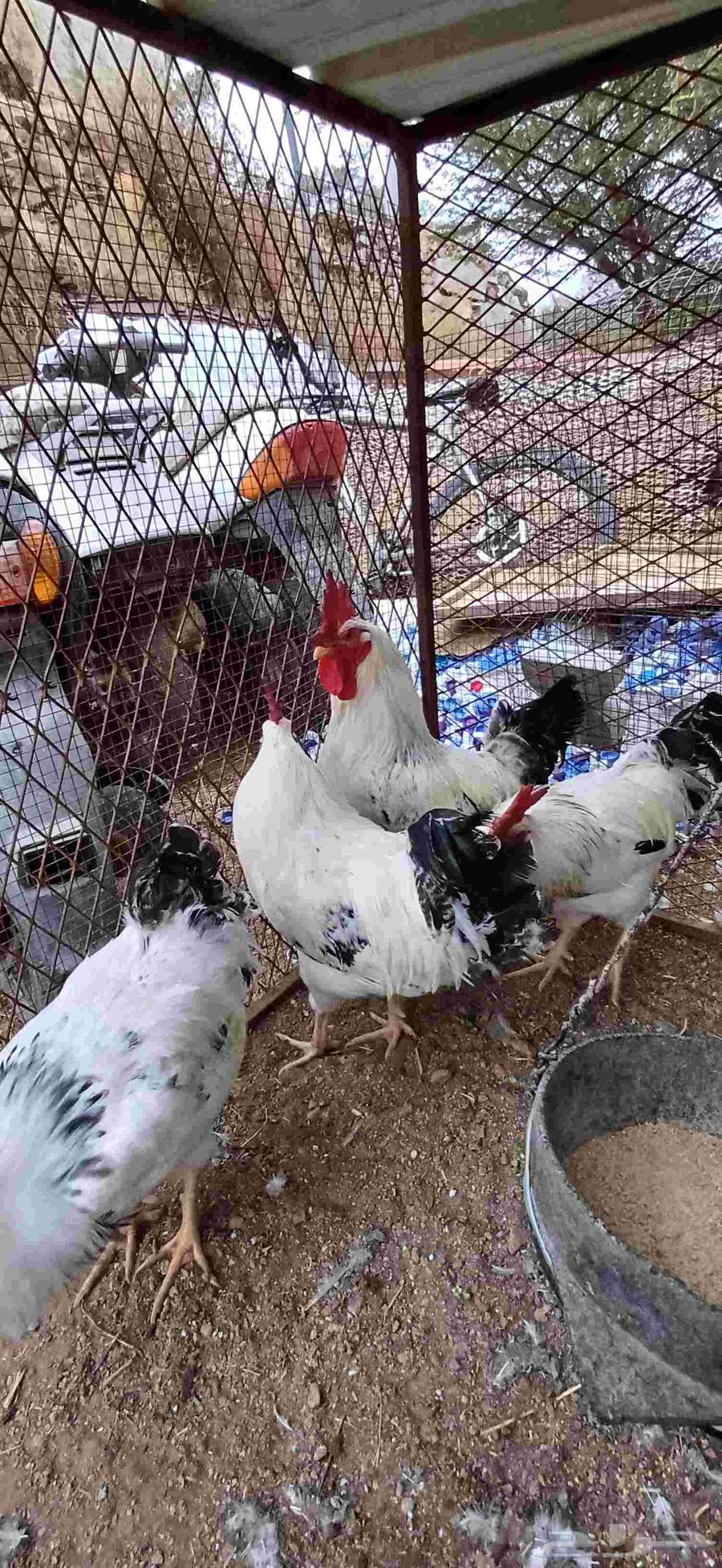 ديوك فرنسي64489806925697113