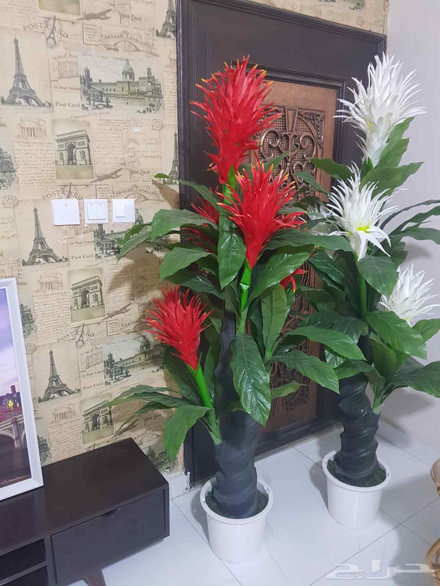 طاولة تلفاز واشجار صناعية64493906512387111