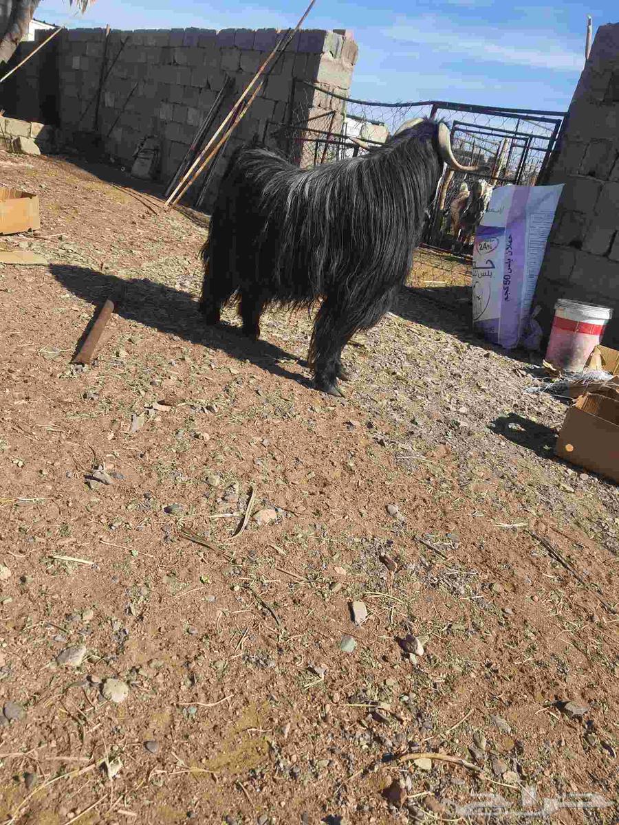 Stud goat64493518732547112