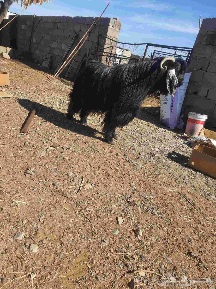 Stud goat64493518732547110
