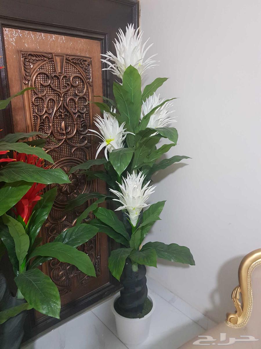 طاولة تلفاز واشجار صناعية64493906512387110