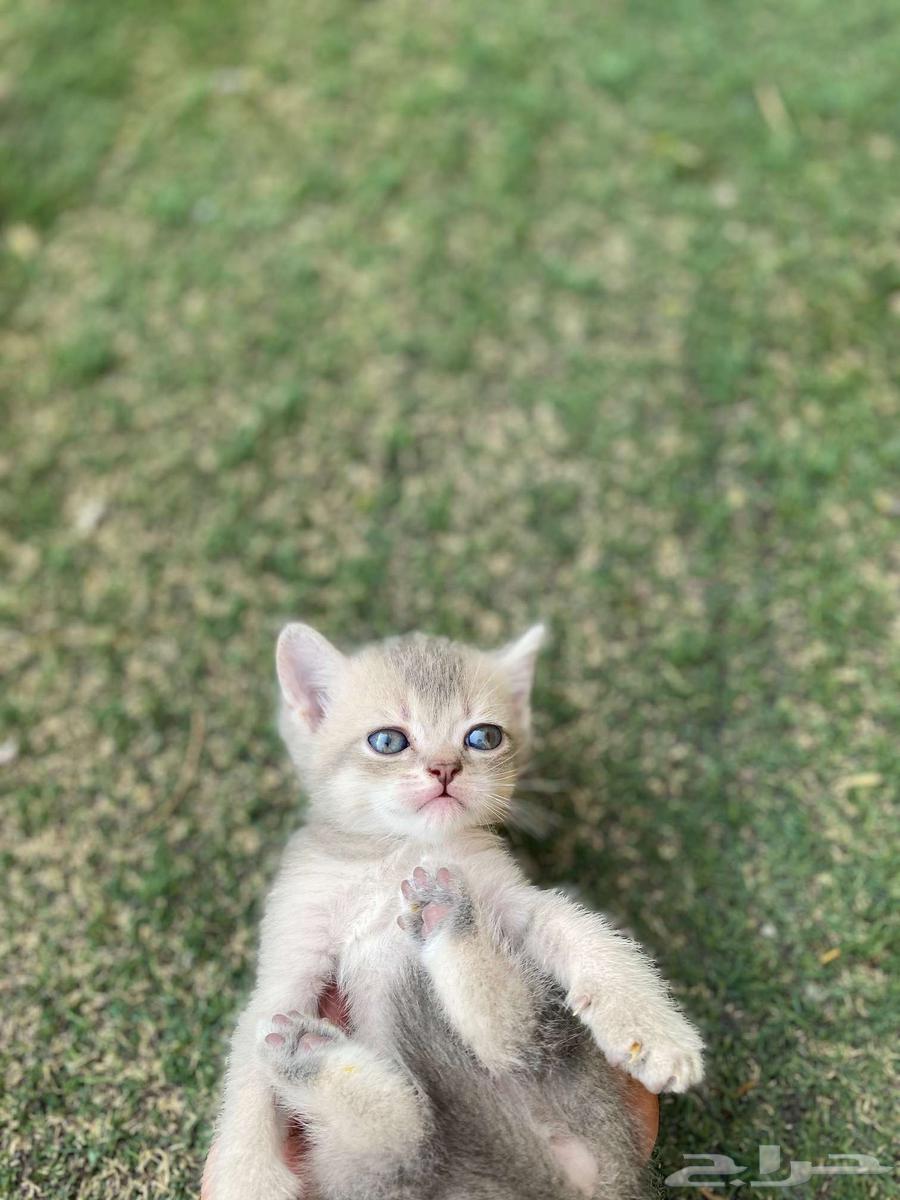 كيتن سكوتش فولد مطعمين مدربين للبيع ولايوجد تبني64487264205570113