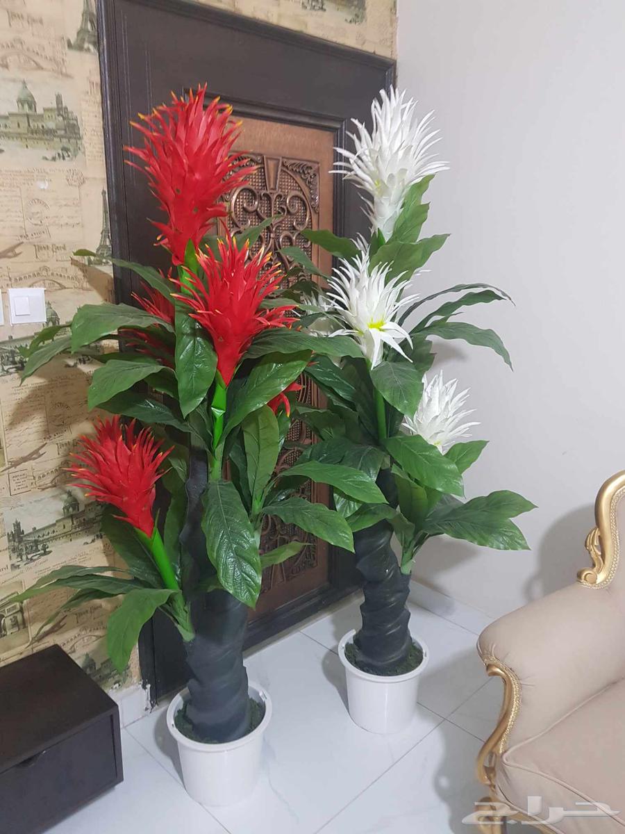 طاولة تلفاز واشجار صناعية64493906512387112