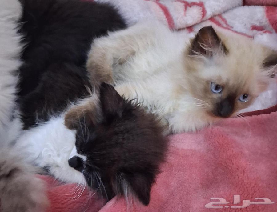قطط صغيره للبيع64490358171138112