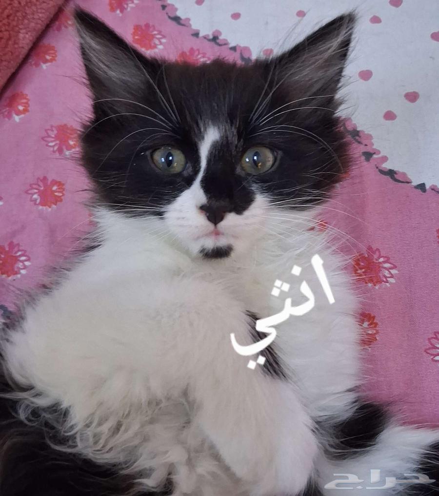 قطط صغيره للبيع64490358171138110