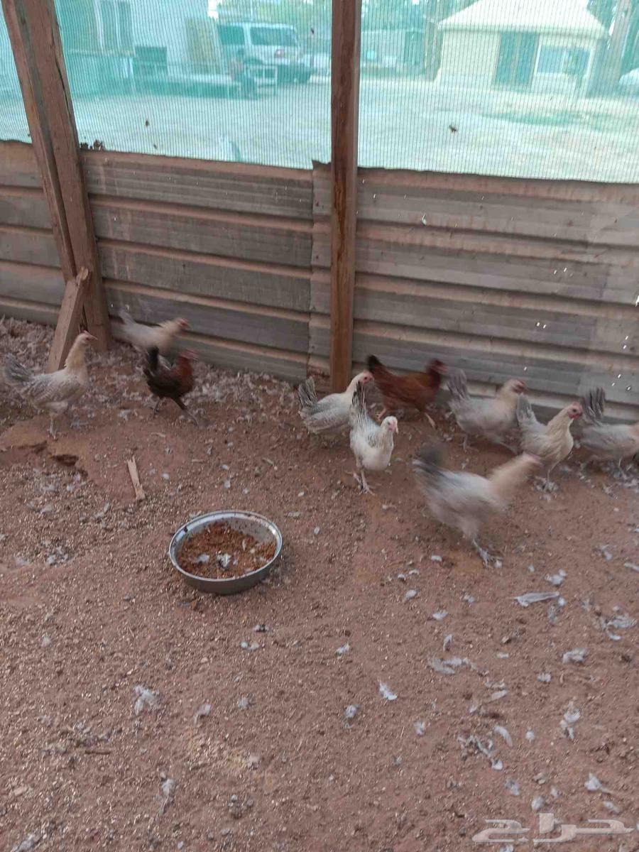 للبيع دجاح فيومي قولد64491198081281113