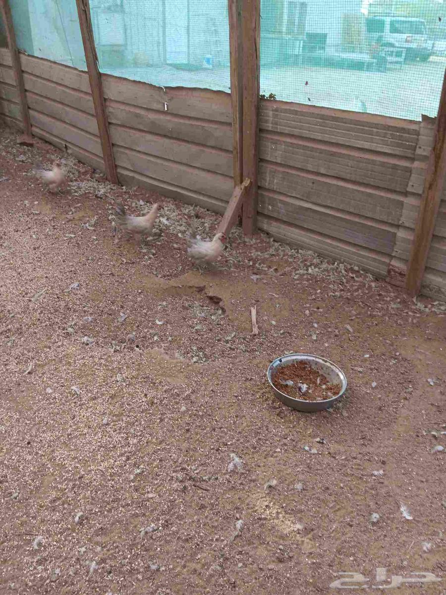 للبيع دجاح فيومي قولد64491198081281112