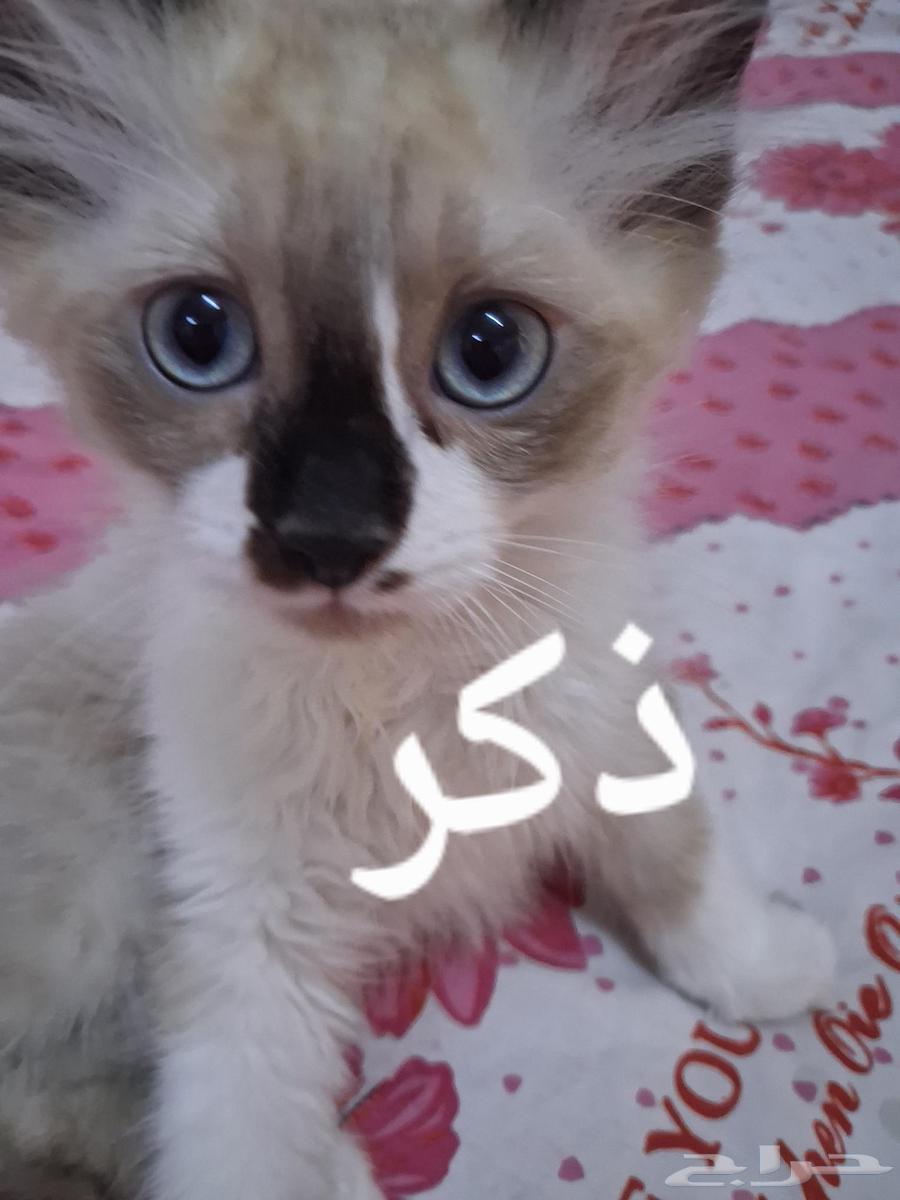 قطط صغيره للبيع64490358171138113