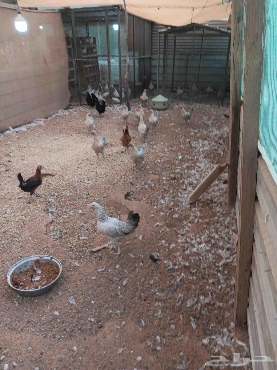 للبيع دجاح فيومي قولد64491198081281114