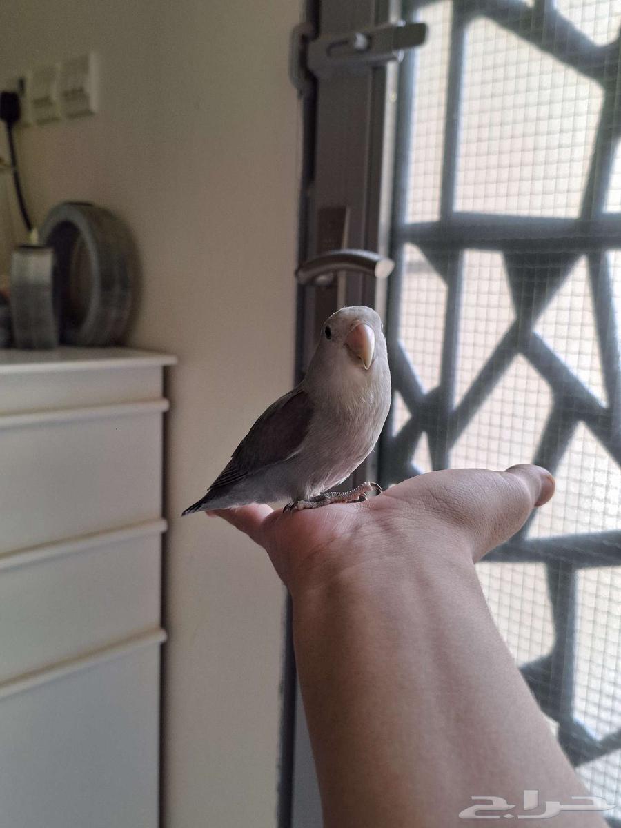 طير روز هدد (تم البيع)64489614524035111