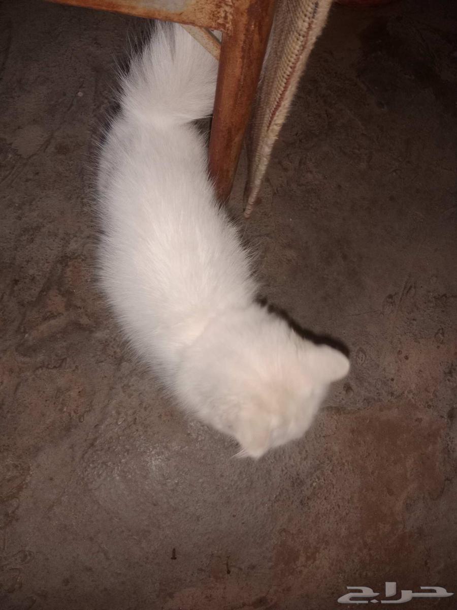 The cat and you on it 30064488394698242110