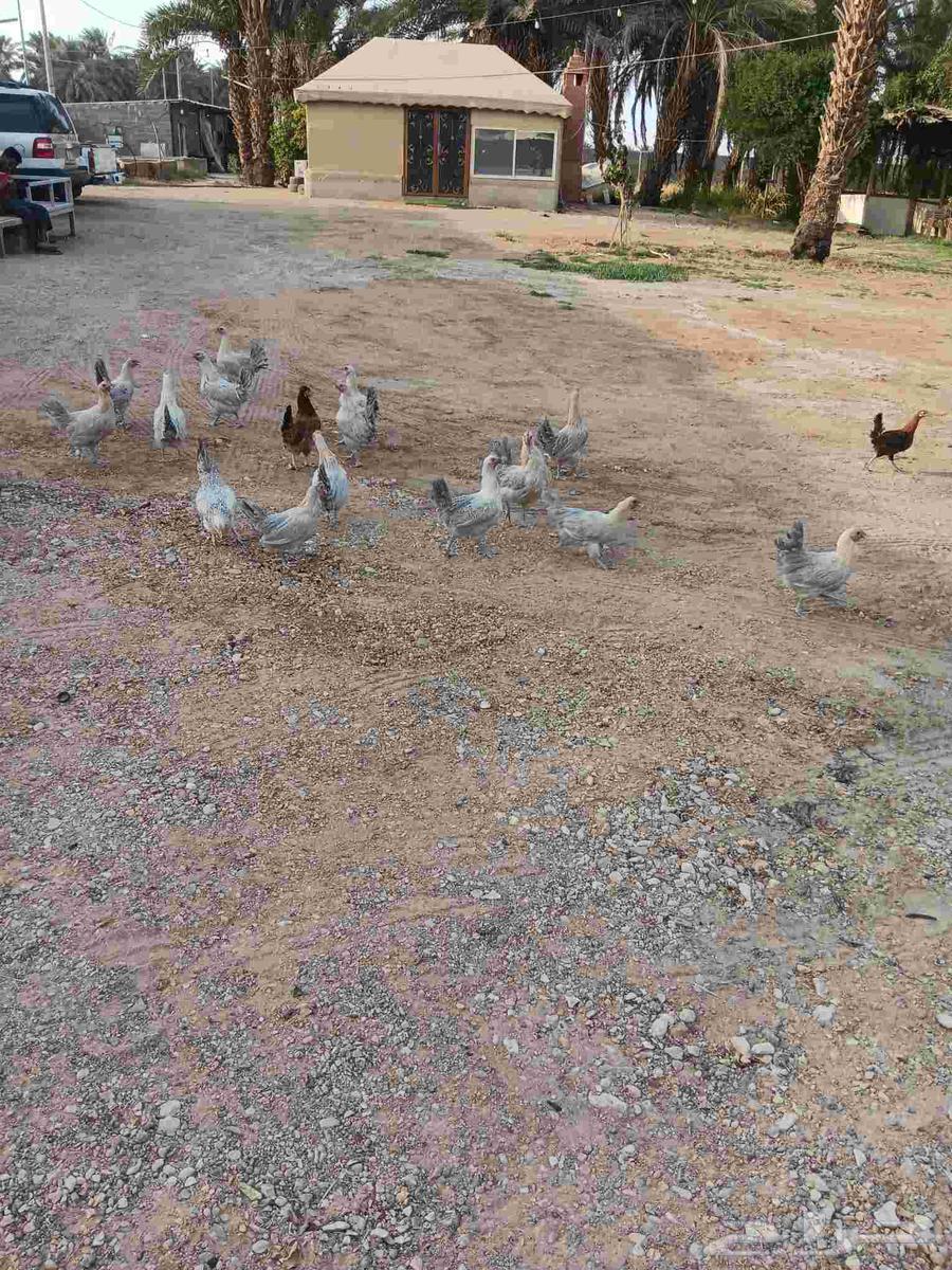 للبيع دجاح فيومي قولد64491198081281111