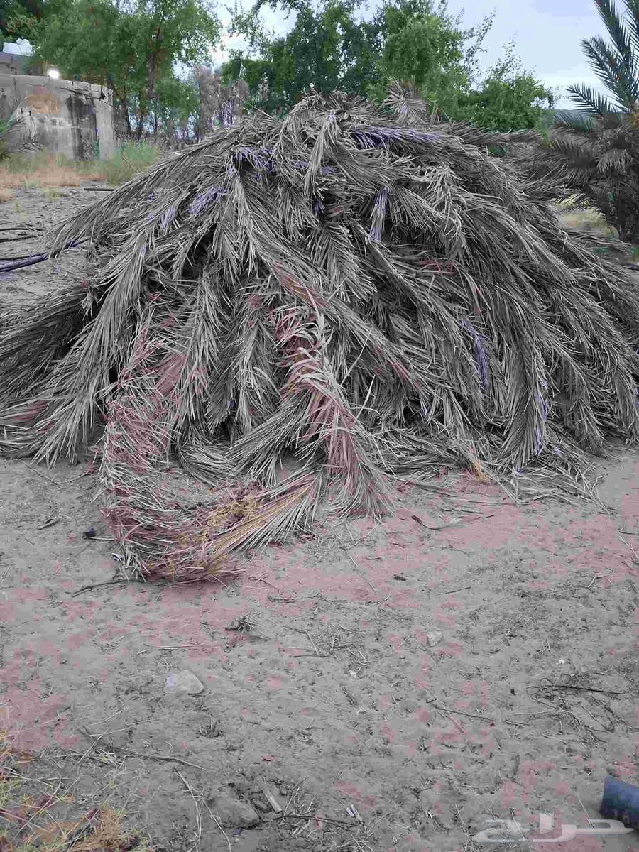 جريد النخل للبيع64492027000579110