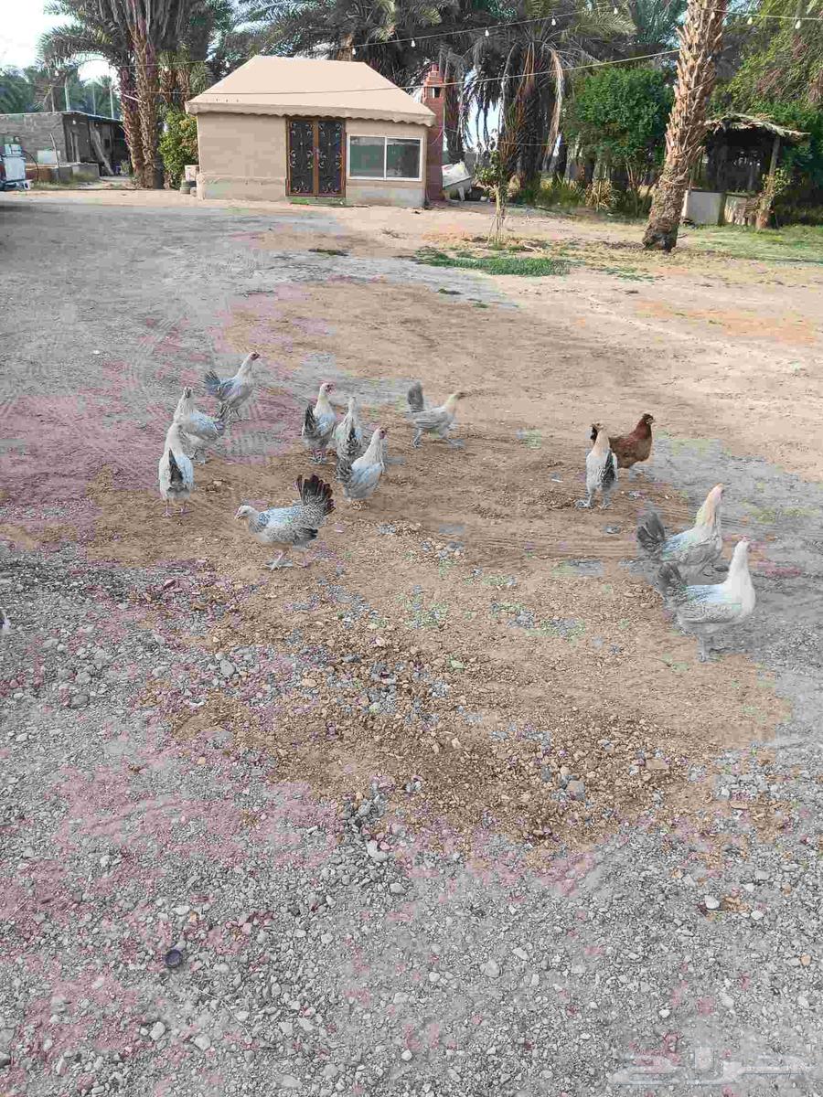 للبيع دجاح فيومي قولد64491198081281110