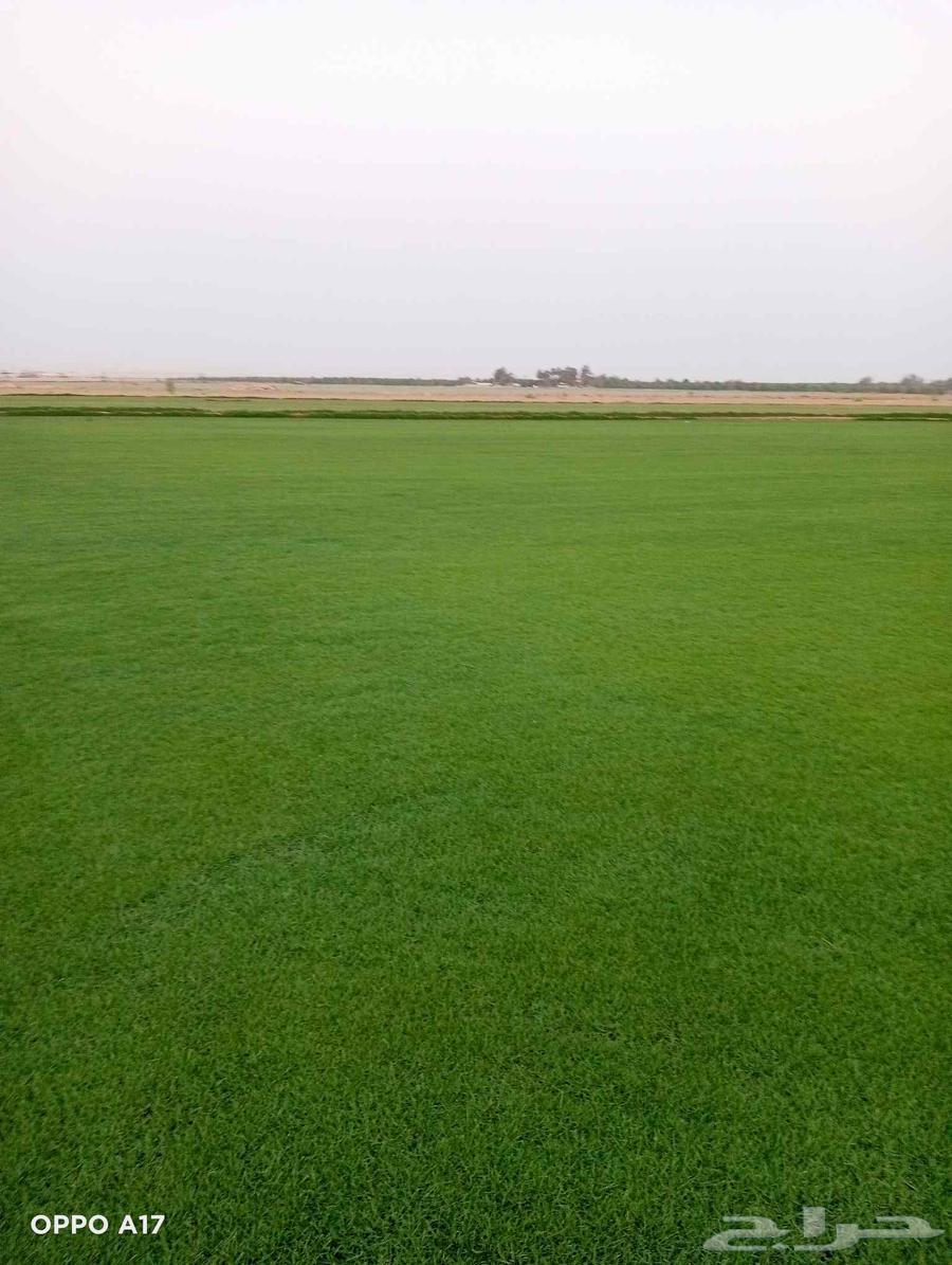 ثيل سئ 2000صافي وطبيعي الموقع الخرج64490755719297112