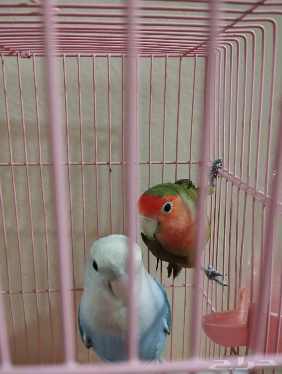 روز حبتين64471430499459111