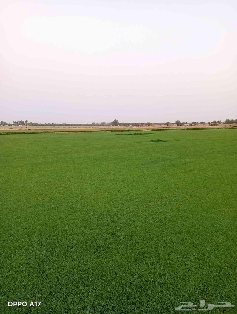 ثيل سئ 2000صافي وطبيعي الموقع الخرج64490755719297113