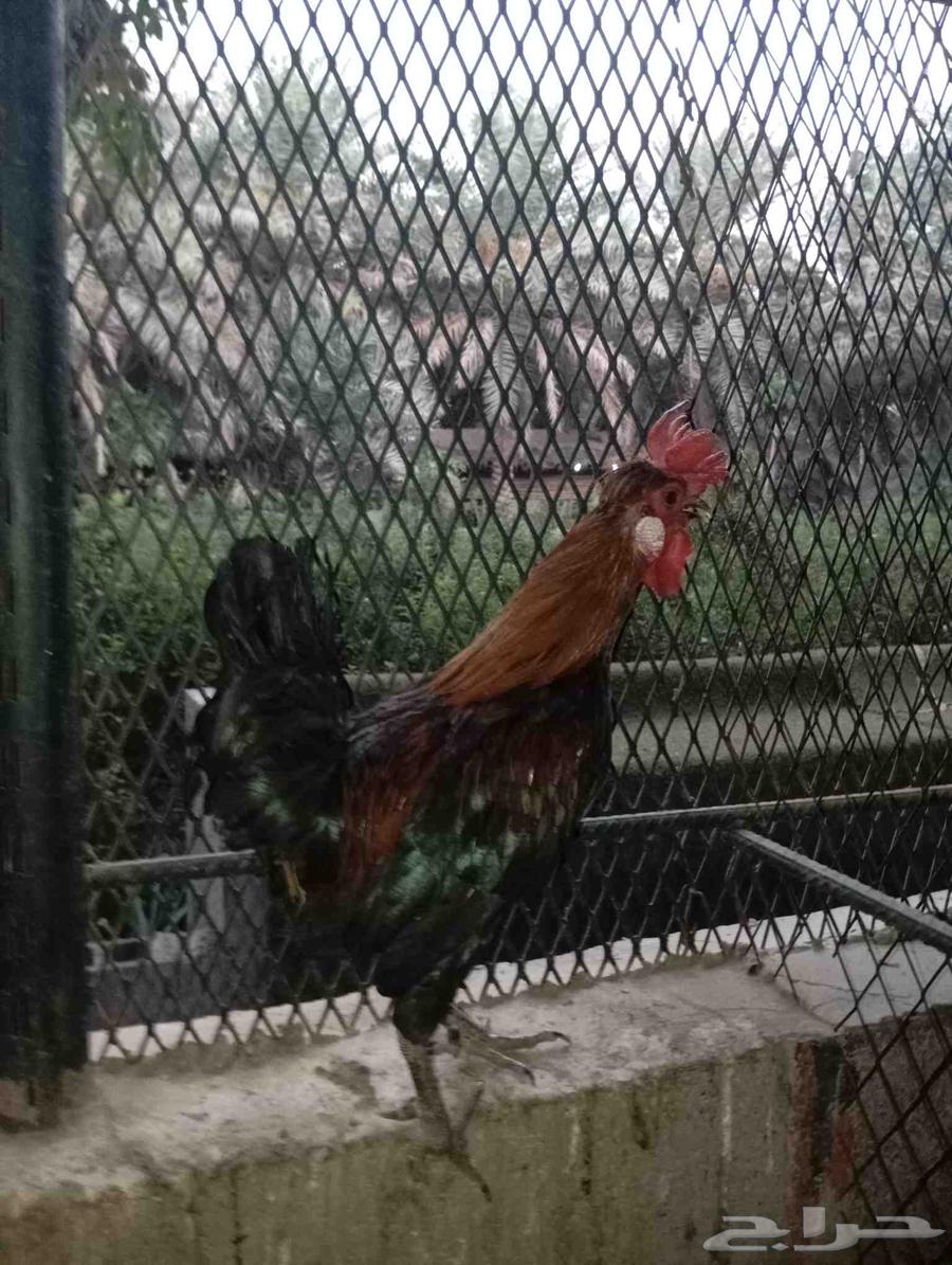 للبيع ديك احمر64493191376514110