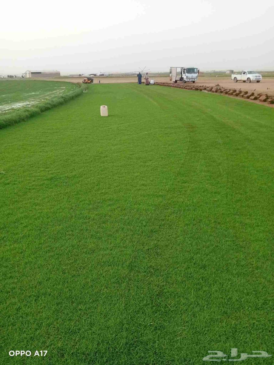 ثيل سئ 2000صافي وطبيعي الموقع الخرج64490755719297111