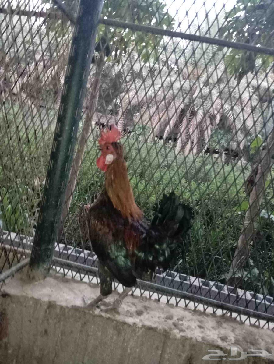 للبيع ديك احمر64493191376514111