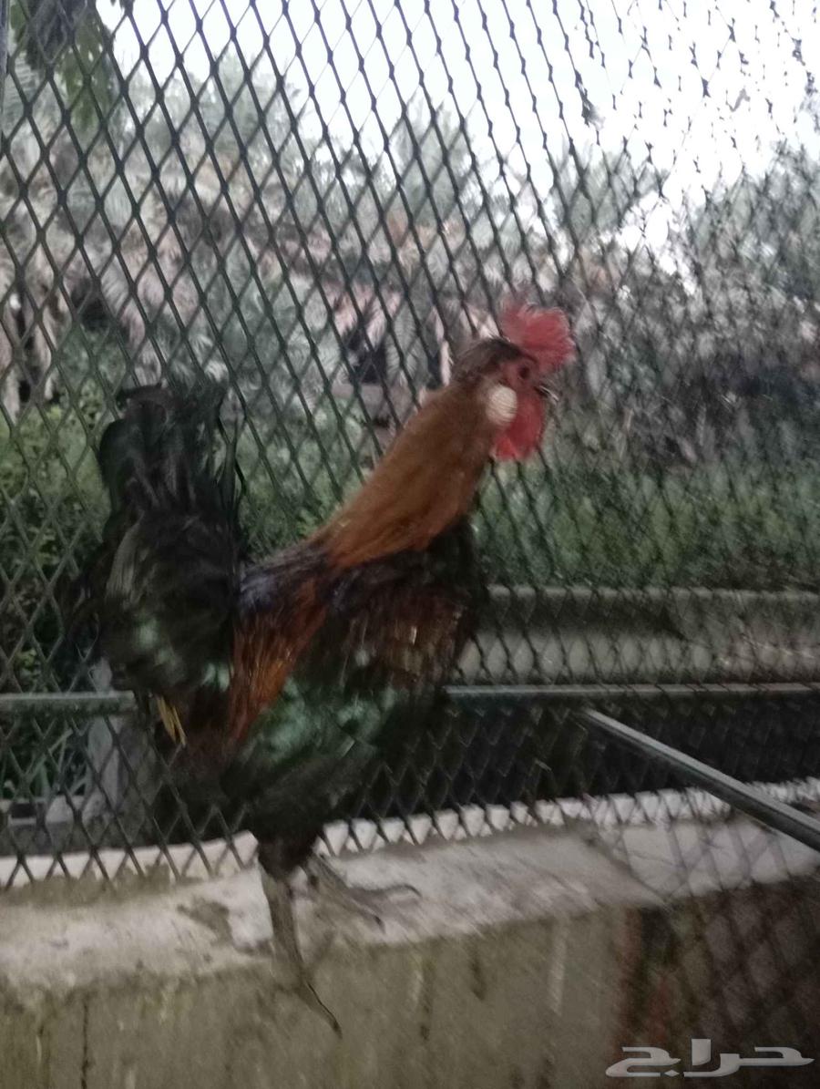 للبيع ديك احمر64493191376514112