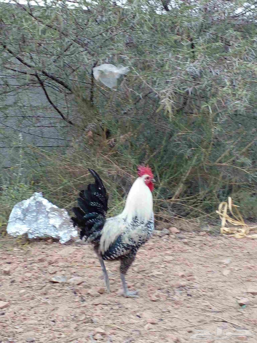 ديك بلدي للبيع على الشرط64493205033985110