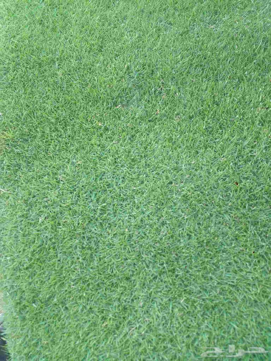 Natural C2000 first-grade pure and clean turf with beautiful appearance and greenery that withstands heat and cold64489888687361110