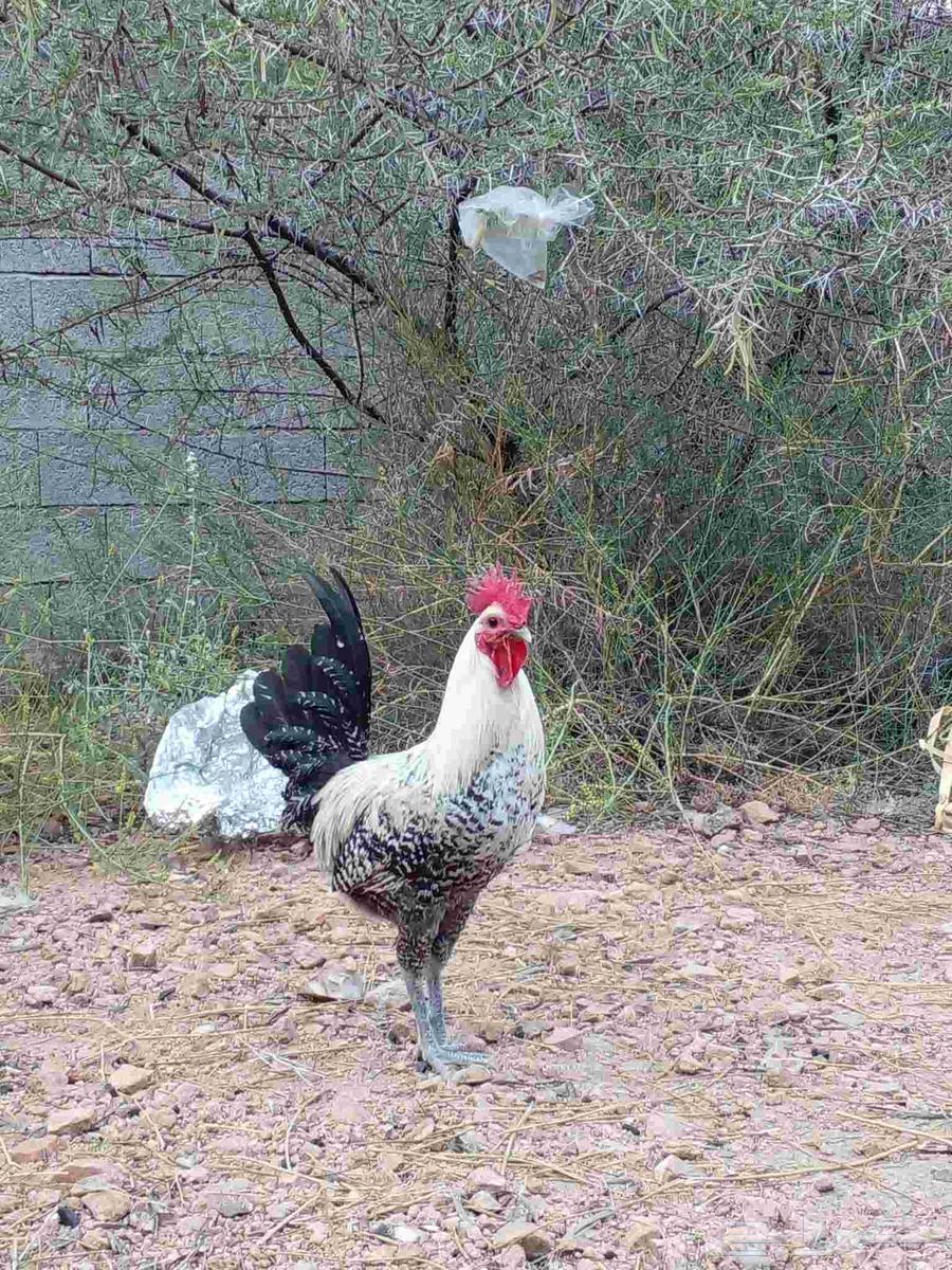 ديك بلدي للبيع على الشرط64493205033985112