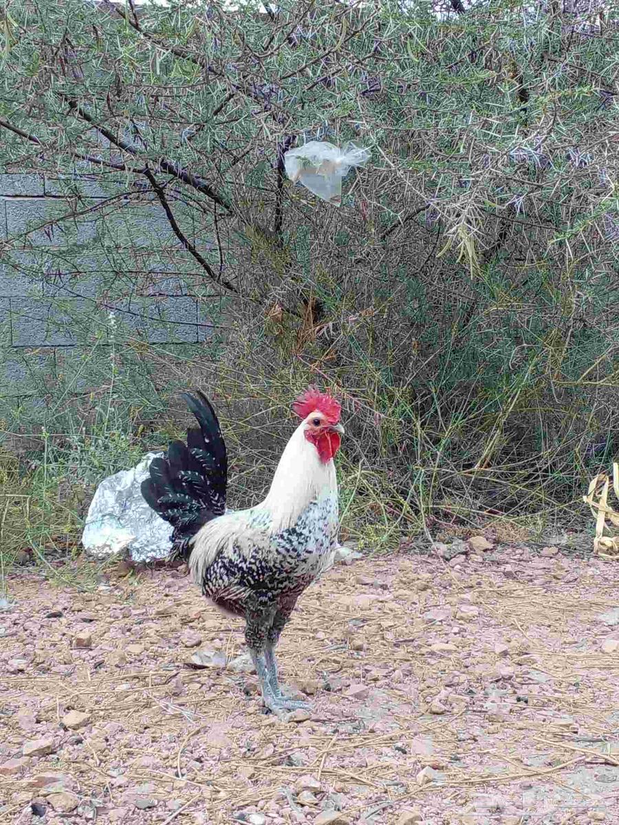 ديك بلدي للبيع على الشرط64493205033985111