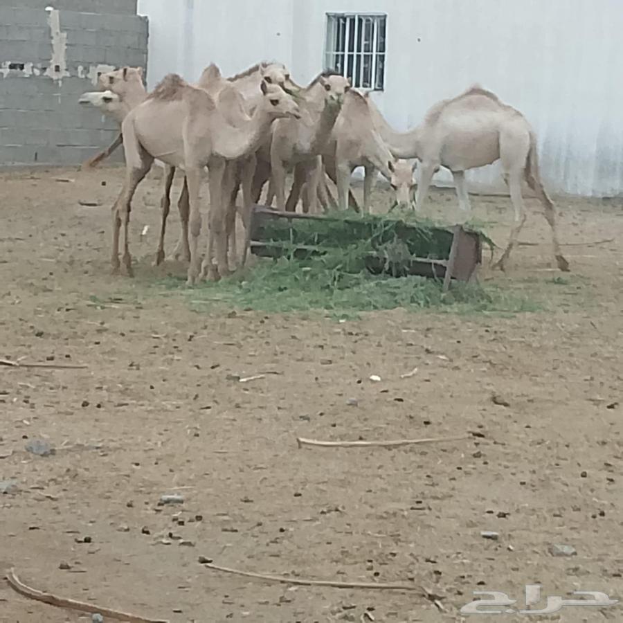 سبعه حشو للبيع64493395455107110