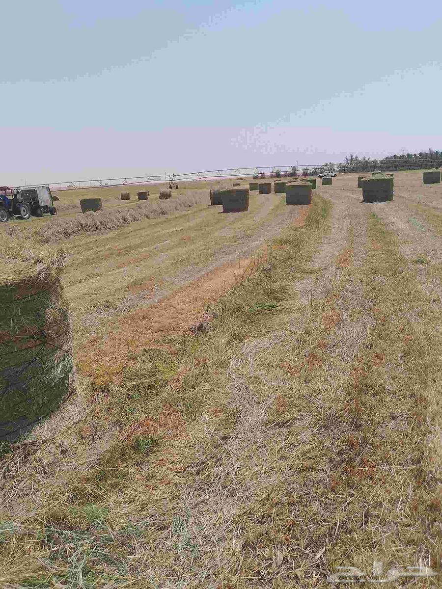 Hello and God's mercy, new smooth Rhodes rolls, comet64488699594499112